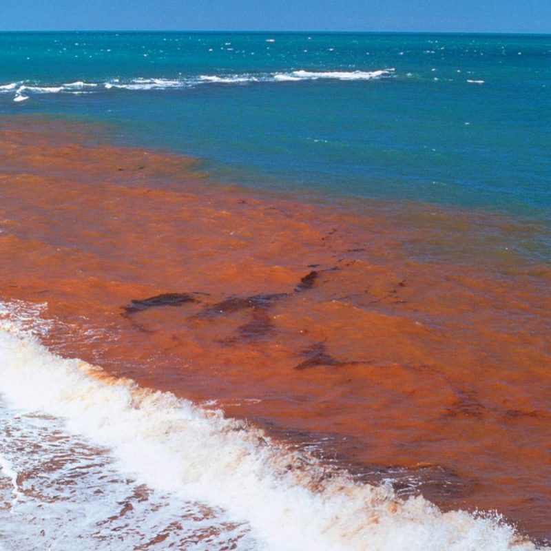 Red Tide Orange Beach 2024 - Regan Charissa